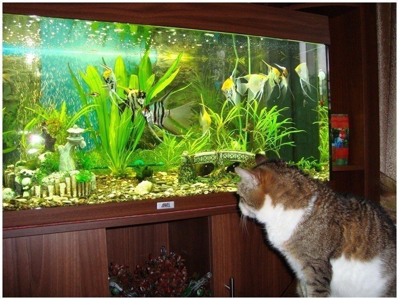 Обитатели домашнего аквариума