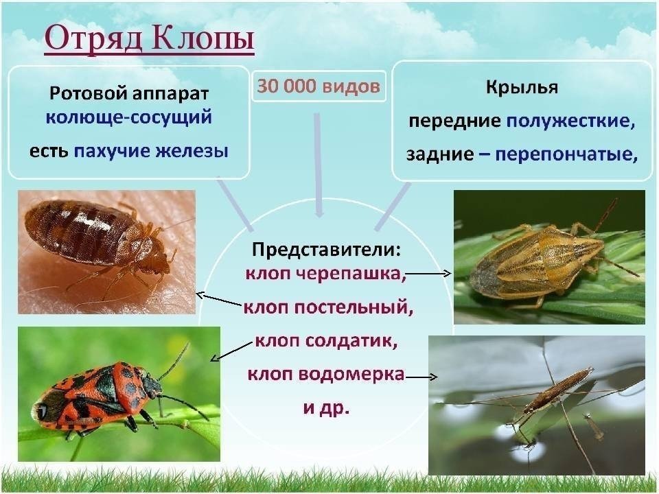 Отряды насекомых стрекозы вши жуки клопы таблица