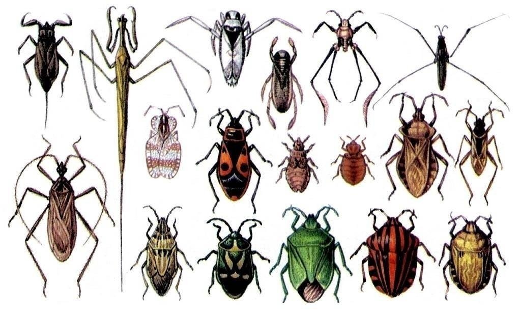 Представители полужесткокрылых насекомых