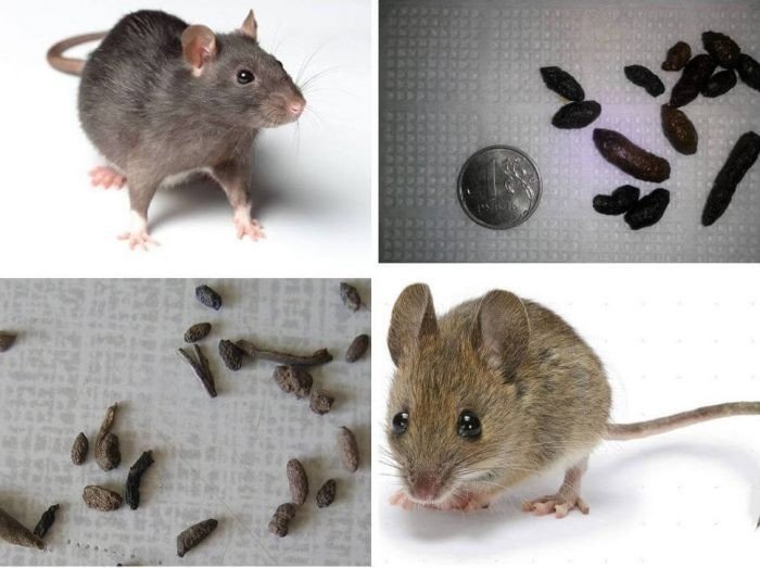 Чем отличается мышь от крысы