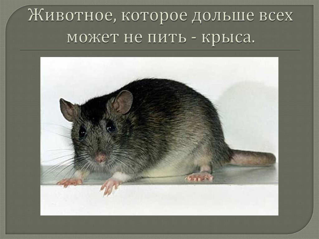 Чем отличается мышь от крысы