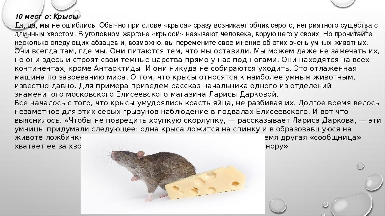 Доклад про крысу серую