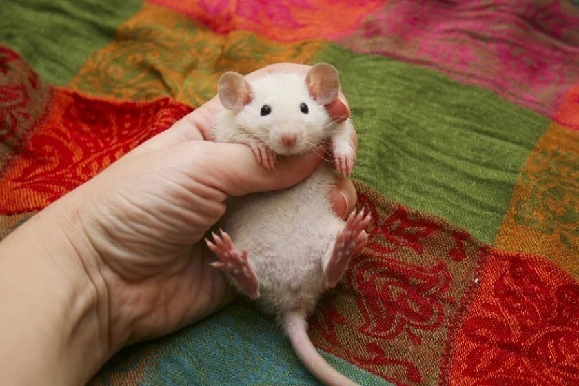 Домашняя крыса дамбо
