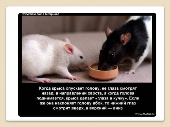 Интересные факты о крысах