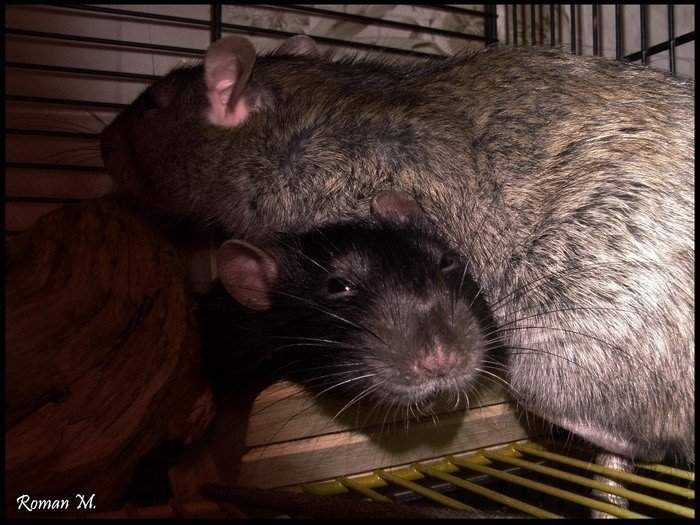 Крыса и мышь