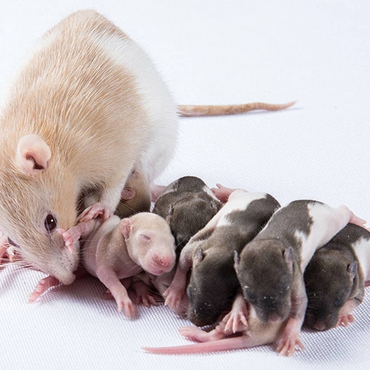 Крыса с крысятами
