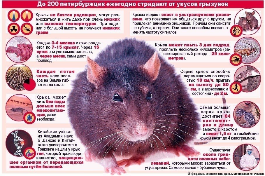 Крысы переносчики каких болезней