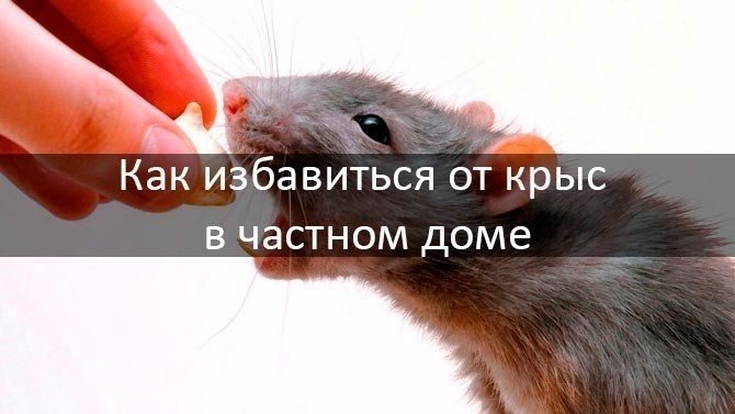 Крысы в доме