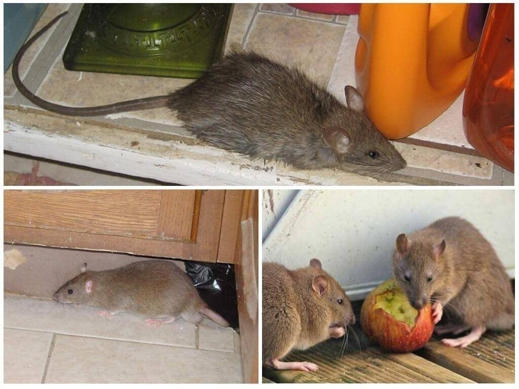 Крысы в квартире