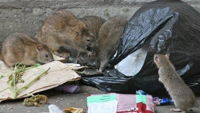 Крысы в мусоропроводе