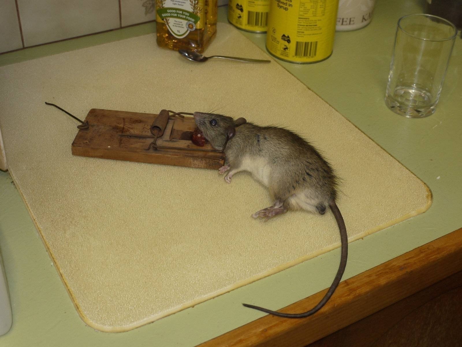 Мертвая мышь в мышеловке