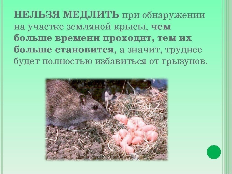 Роль крыс в природе