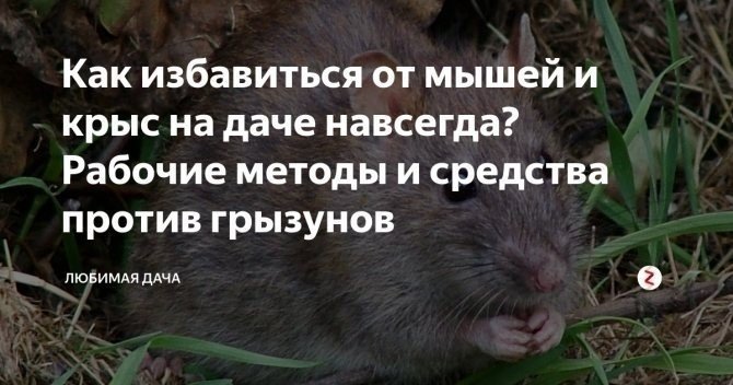 Средство от мышей и крыс на даче