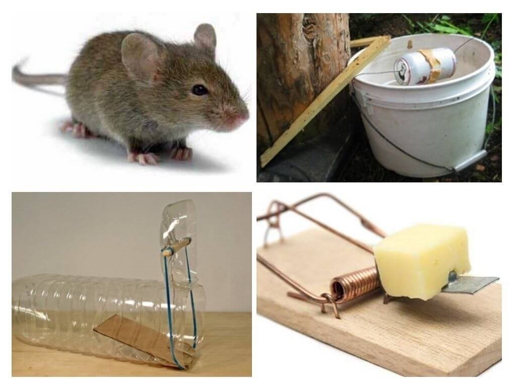 Средство от мышей в доме