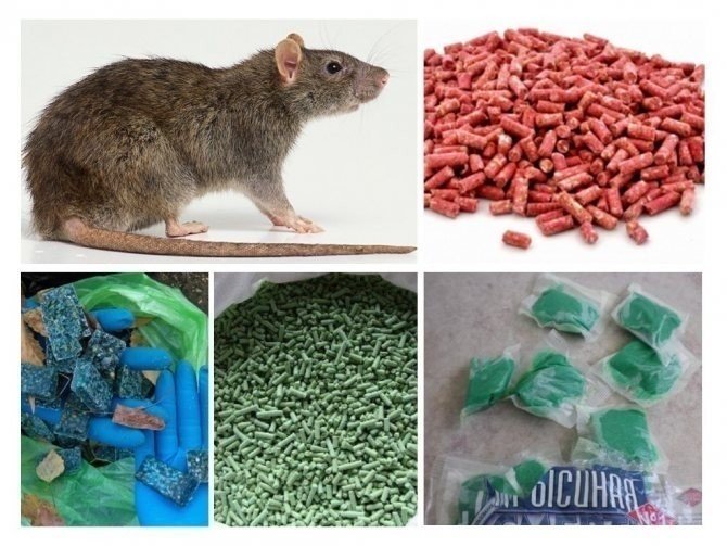 Отрава для мышей и крыс