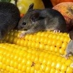 ТОП 5 средств, чем быстро отмыть клей для мышей и крыс в домашних условиях