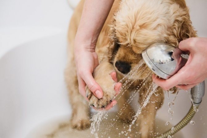 Для мытья лап собакам после прогулки