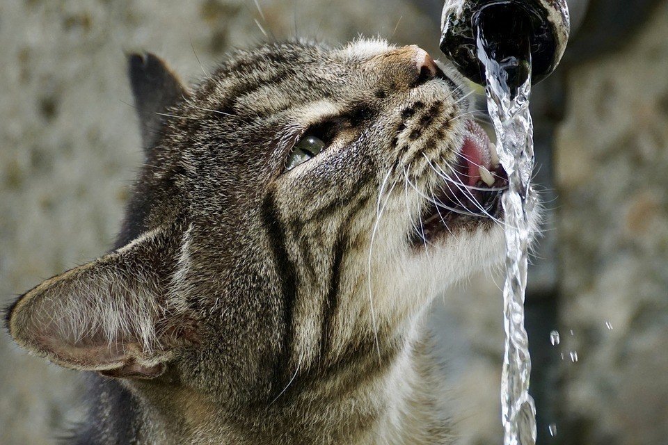 Кот пьет воду из под крана