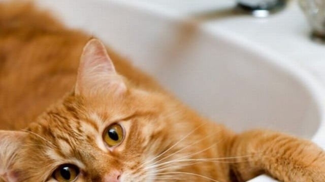 Как избавиться от кошачьего запаха мочи в квартире в домашних условиях