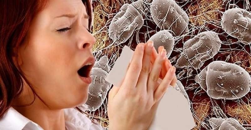 Аллергены клещей домашней пыли