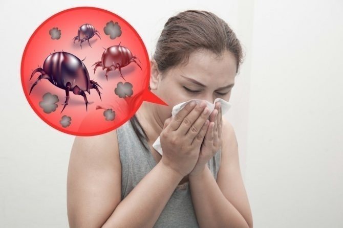 Аллергия на пылевого клеща