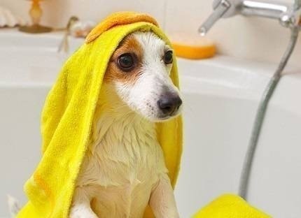 Собаку кутают полотенцем